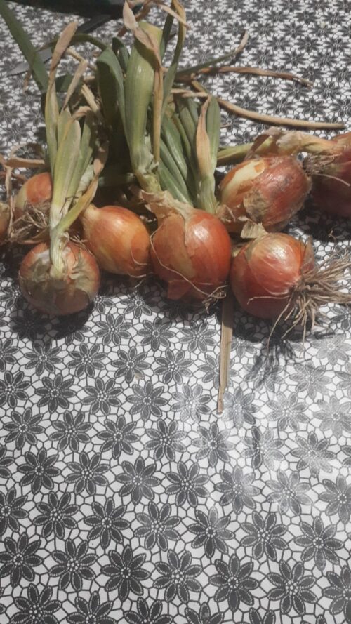 Cebola Orgânica Comum SC Kg