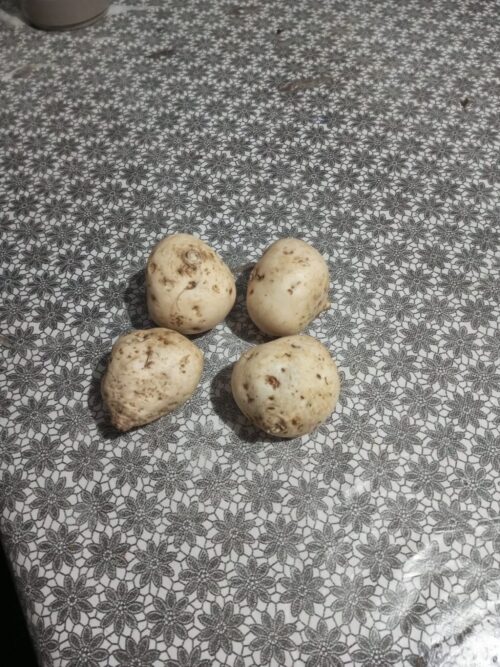 Batata Doce Branca SC Kg