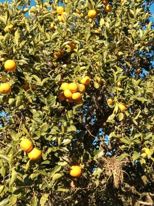 Laranja Comum/Crioula SC Kg