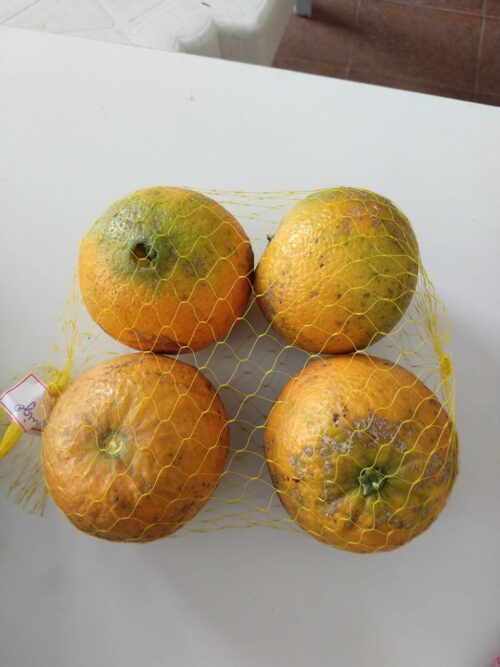 Laranja Umbigo SC Kg