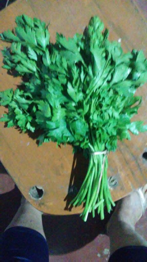 Salsa Silveira (maço) SC