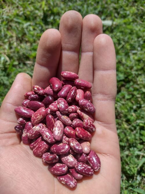 Feijão Iraí Silveira 500g SC
