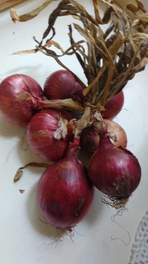 Cebola Roxa Kg SC