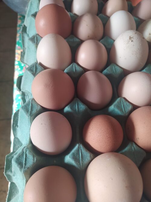 Ovos ecológico bandeja com 30  GC