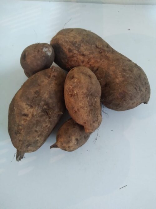 Batata doce branca kg GC