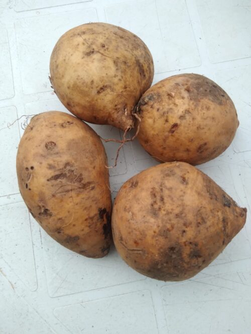 Batata Amarela Clara SC Kg